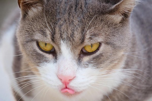 How can UK companies leverage AI to improve operational efficiency?